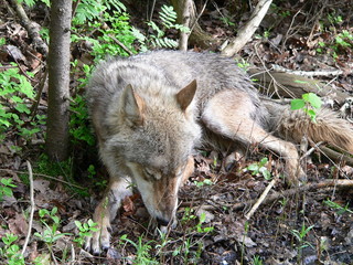 Wolf in wild forest during spring, summer and autumn
