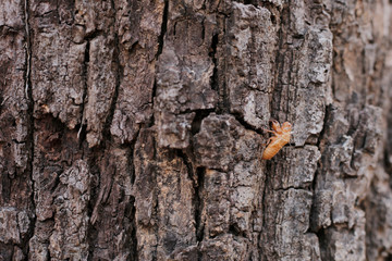 Cicada shell on wood textrue background