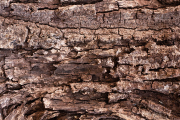 Dry wood skin textured old wood detail