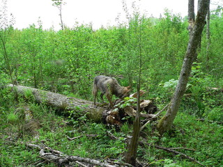 Wolf in wild forest during spring, summer and autumn