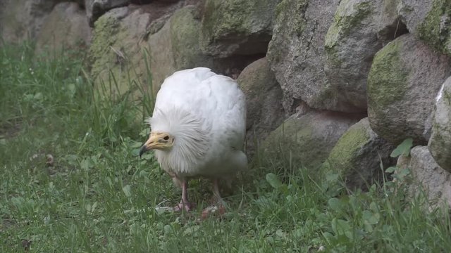 Wild white vulture is eating meat on grass. Wild hunter animal portrait. 