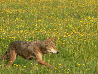 Wolf in wild forest during spring, summer and autumn