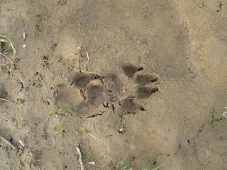 Wolf in wild forest during spring, summer and autumn