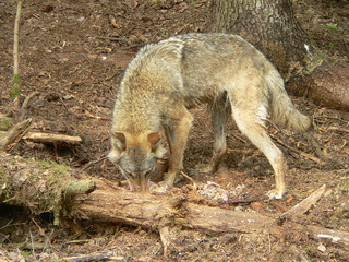 Wolf in wild forest during spring, summer and autumn