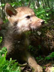 Fototapeta premium Wolf lair with young cub wolves in the summer wild forest