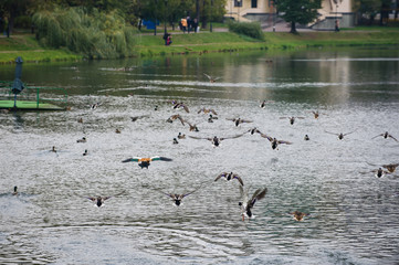 Ducks swimming in a pond. A flock of young birds near the shore with reeds
