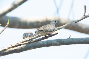 Tortolita Cola Larga