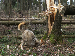 Wolf in wild forest during spring, summer and autumn