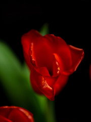 Obraz premium red tulip on black background