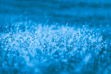 picturesque grass with a long shiny pile of barley maned