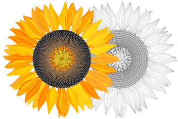 Bright sunflower on white background with clipping mask