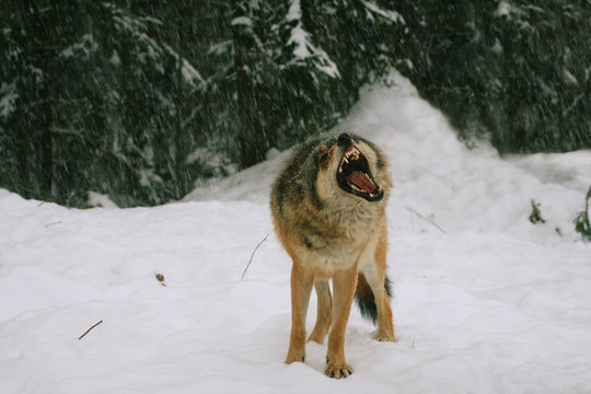 Wolves expressing emotions and howling in the wild winter forest with snow