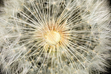 Macro photography of dandelion flower