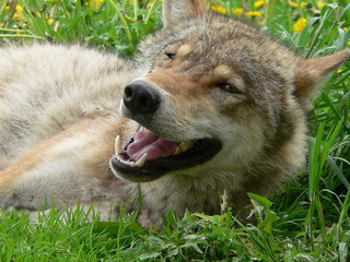 Wolf in summertime with grass and flowers