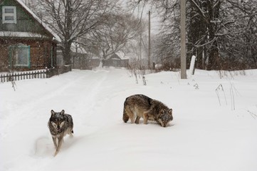 Wolves in Chernobyl radioactivity region running among abandoned hoses with cold winter and deep snow
