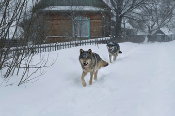 Wolves in Chernobyl radioactivity region running among abandoned hoses with cold winter and deep snow