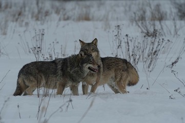 Obraz premium Wolves in Chernobyl radioactivity region running among abandoned hoses with cold winter and deep snow