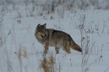 Wolves in Chernobyl radioactivity region running among abandoned hoses with cold winter and deep snow