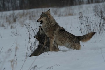 Fototapeta premium Wolves in Chernobyl radioactivity region running among abandoned hoses with cold winter and deep snow