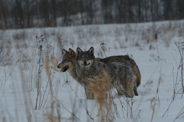 Wolves in Chernobyl radioactivity region running among abandoned hoses with cold winter and deep snow