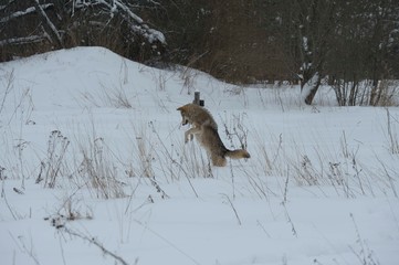 Obraz premium Wolves in Chernobyl radioactivity region running among abandoned hoses with cold winter and deep snow