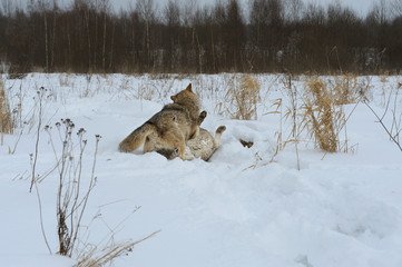 Naklejka premium Wolves in Chernobyl radioactivity region running among abandoned hoses with cold winter and deep snow