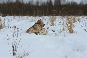 Wolves in Chernobyl radioactivity region running among abandoned hoses with cold winter and deep snow