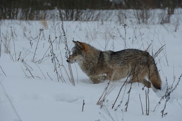 Obraz premium Wolves in Chernobyl radioactivity region running among abandoned hoses with cold winter and deep snow