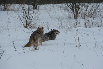 Wolves in Chernobyl radioactivity region running among abandoned hoses with cold winter and deep snow