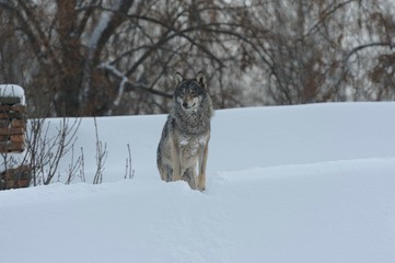 Wolves in Chernobyl radioactivity region running among abandoned hoses with cold winter and deep snow