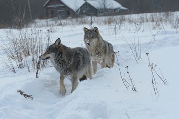 Wolves in Chernobyl radioactivity region running among abandoned hoses with cold winter and deep snow