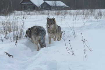 Wolves in Chernobyl radioactivity region running among abandoned hoses with cold winter and deep snow
