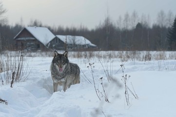 Wolves in Chernobyl radioactivity region running among abandoned hoses with cold winter and deep snow