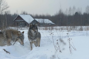 Obraz premium Wolves in Chernobyl radioactivity region running among abandoned hoses with cold winter and deep snow