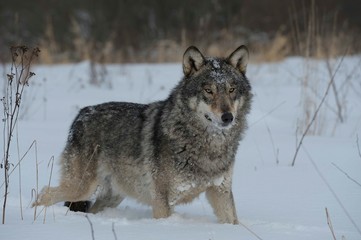 Wolves in Chernobyl radioactivity region running among abandoned hoses with cold winter and deep snow