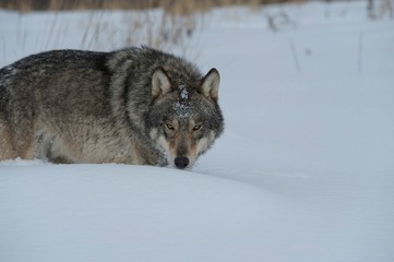 Wolves in Chernobyl radioactivity region running among abandoned hoses with cold winter and deep snow