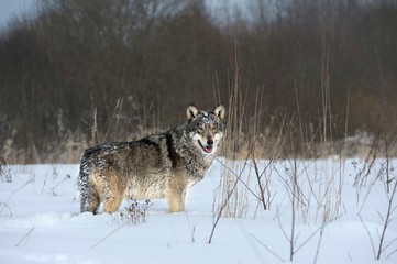 Wolves in Chernobyl radioactivity region running among abandoned hoses with cold winter and deep...