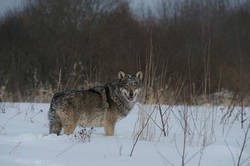 Wolves in Chernobyl radioactivity region running among abandoned hoses with cold winter and deep snow