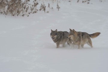 Wolves in Chernobyl zone at winter and snow