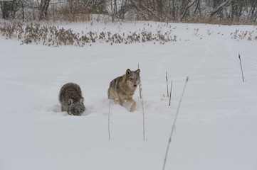 Wolves in Chernobyl zone at winter and snow