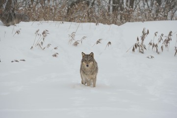 Wolves in Chernobyl zone at winter and snow