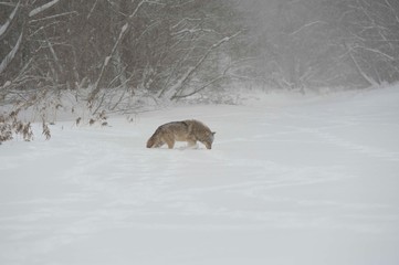 Wolves in Chernobyl zone at winter and snow