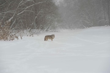 Wolves in Chernobyl zone at winter and snow