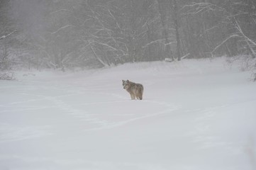 Wolves in Chernobyl zone at winter and snow