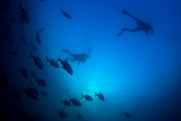Obraz na płótnie Canvas Scuba diving in ocean with fish 