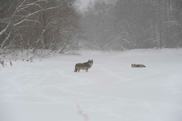 Wolves in Chernobyl zone at winter and snow