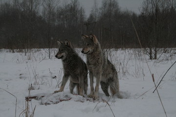 Fototapeta na wymiar Wolves in winter and victim, expressions emotions and howling