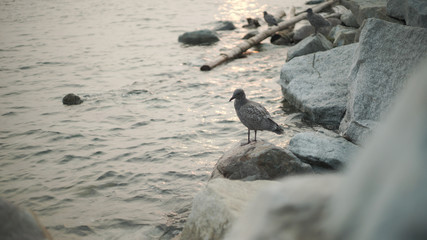 ocean-side Juvenile European herring gull on a rock