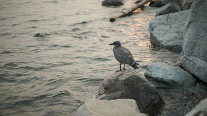 ocean-side Juvenile European herring gull on a rock