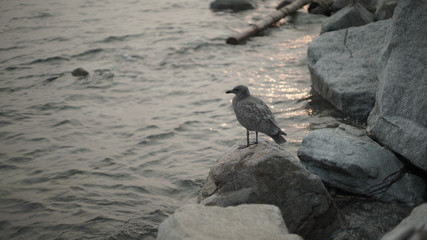 ocean-side Juvenile European herring gull on a rock